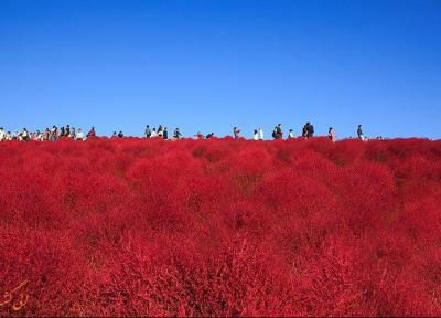 پارک هیتاچی ژاپن، به رنگارنگی رنگین کمان