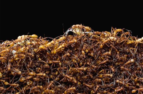 تعداد مورچه های کره زمین لو رفت