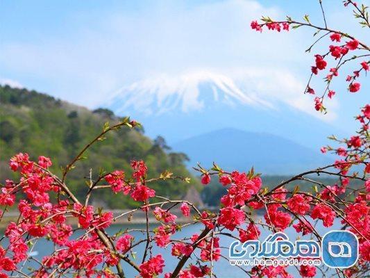 شکوفه های گیلاس ژاپن ، برترین مکانها برای تماشاِ شکوفه های گیلاس