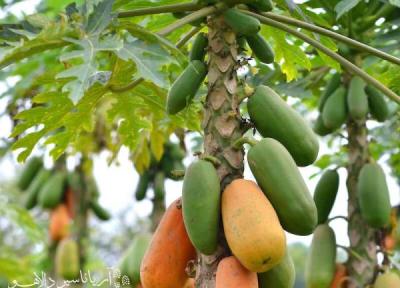 15 میوه مجذوب کننده در سریلانکا که باید امتحان شان کنید