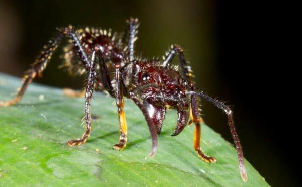 کشف زهر فلج کننده عصبی در مورچه!