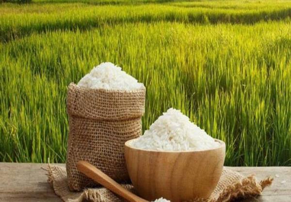 خرید برنج داخلی در فصل ممنوعیت واردات، انجمن واردکنندگان برنج از کشاورز ایرانی حمایت می نماید