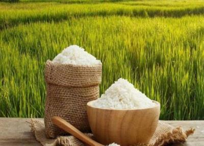 خرید برنج داخلی در فصل ممنوعیت واردات، انجمن واردکنندگان برنج از کشاورز ایرانی حمایت می نماید
