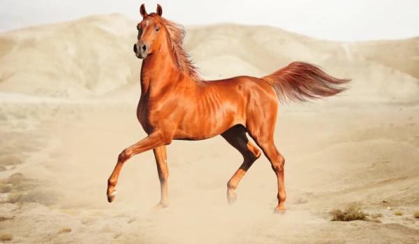 افسانه اسب عرب حقیقت دارد؟، عکس