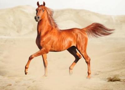 افسانه اسب عرب حقیقت دارد؟، عکس